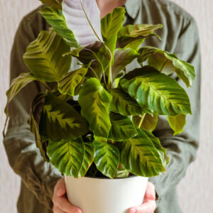 Plant 1