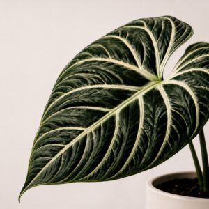 Auction live test 3