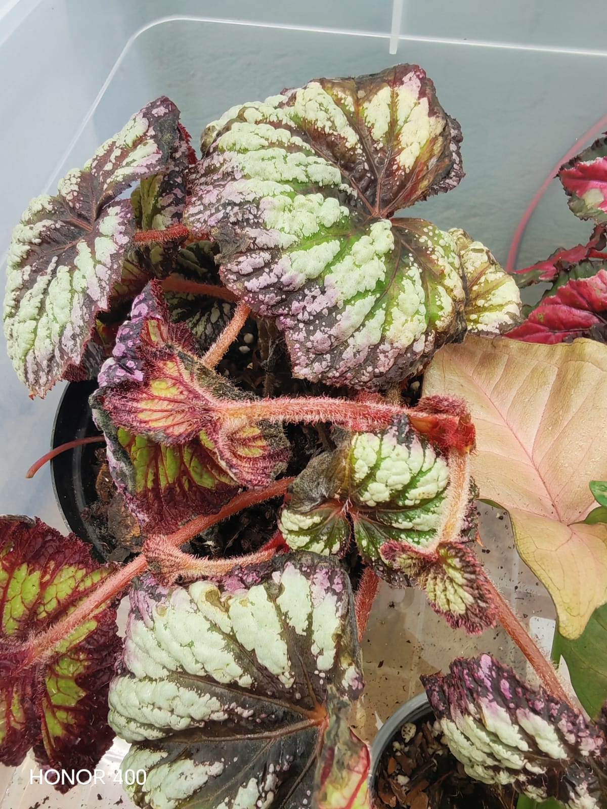 rootsi 4