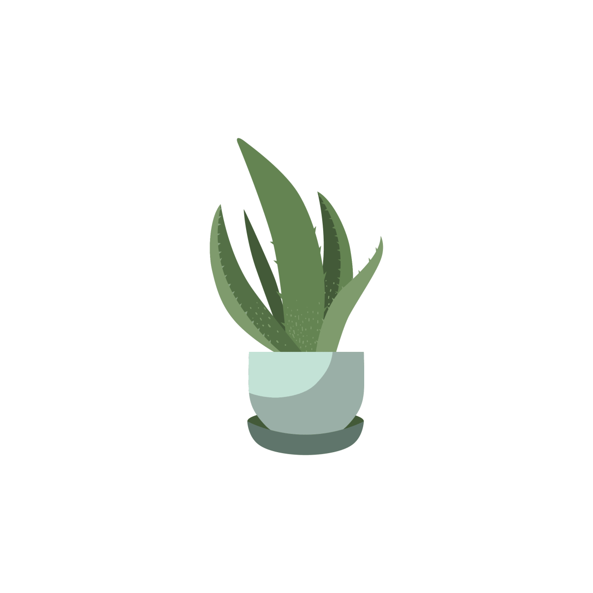 House Plants_Aloe Vera