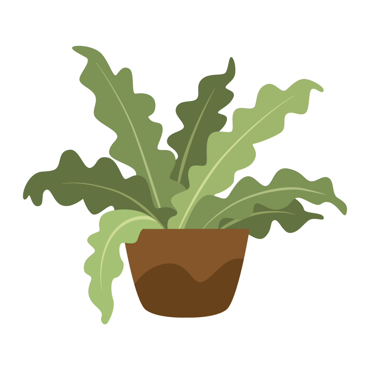 House Plants_Bird Nest Fern