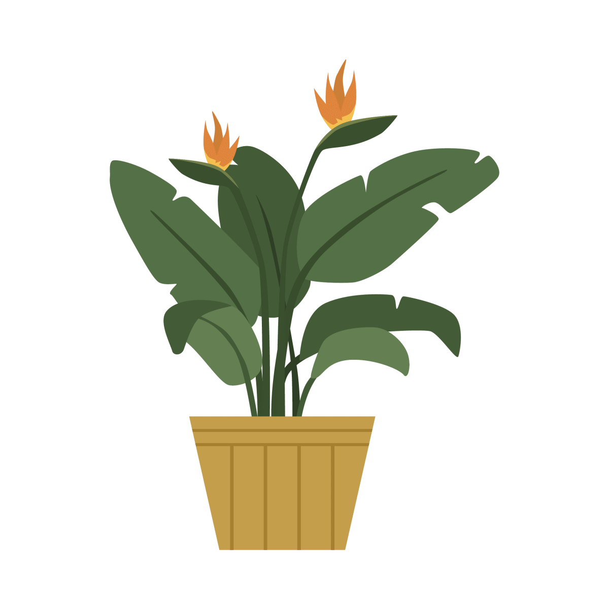 House Plants_Bird of Paradise