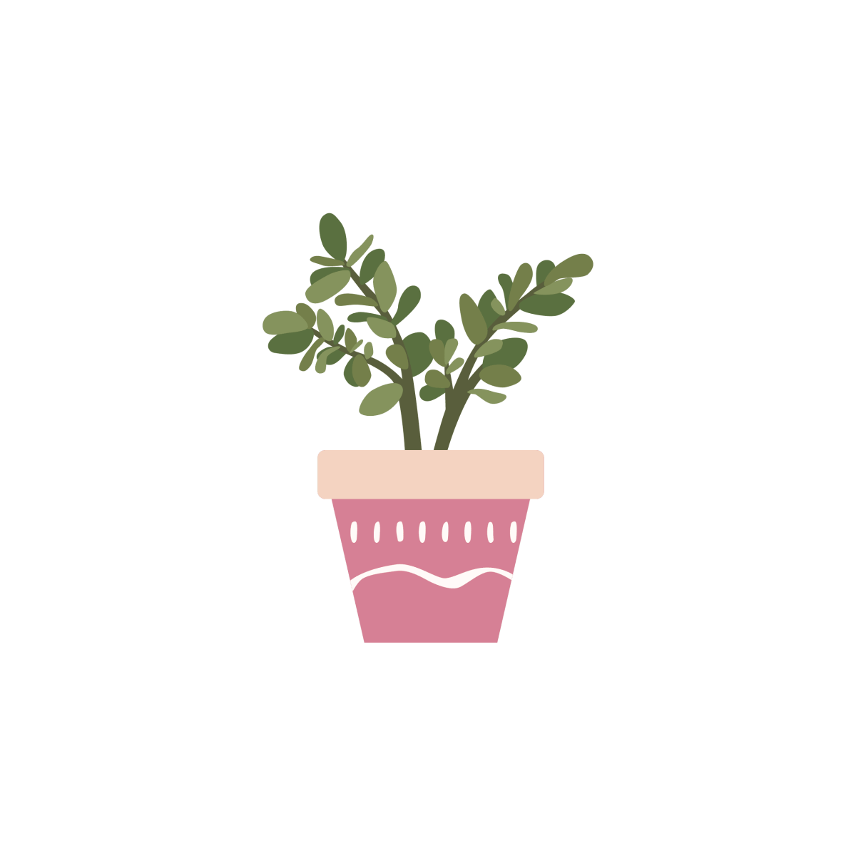 House Plants_Jade Plant