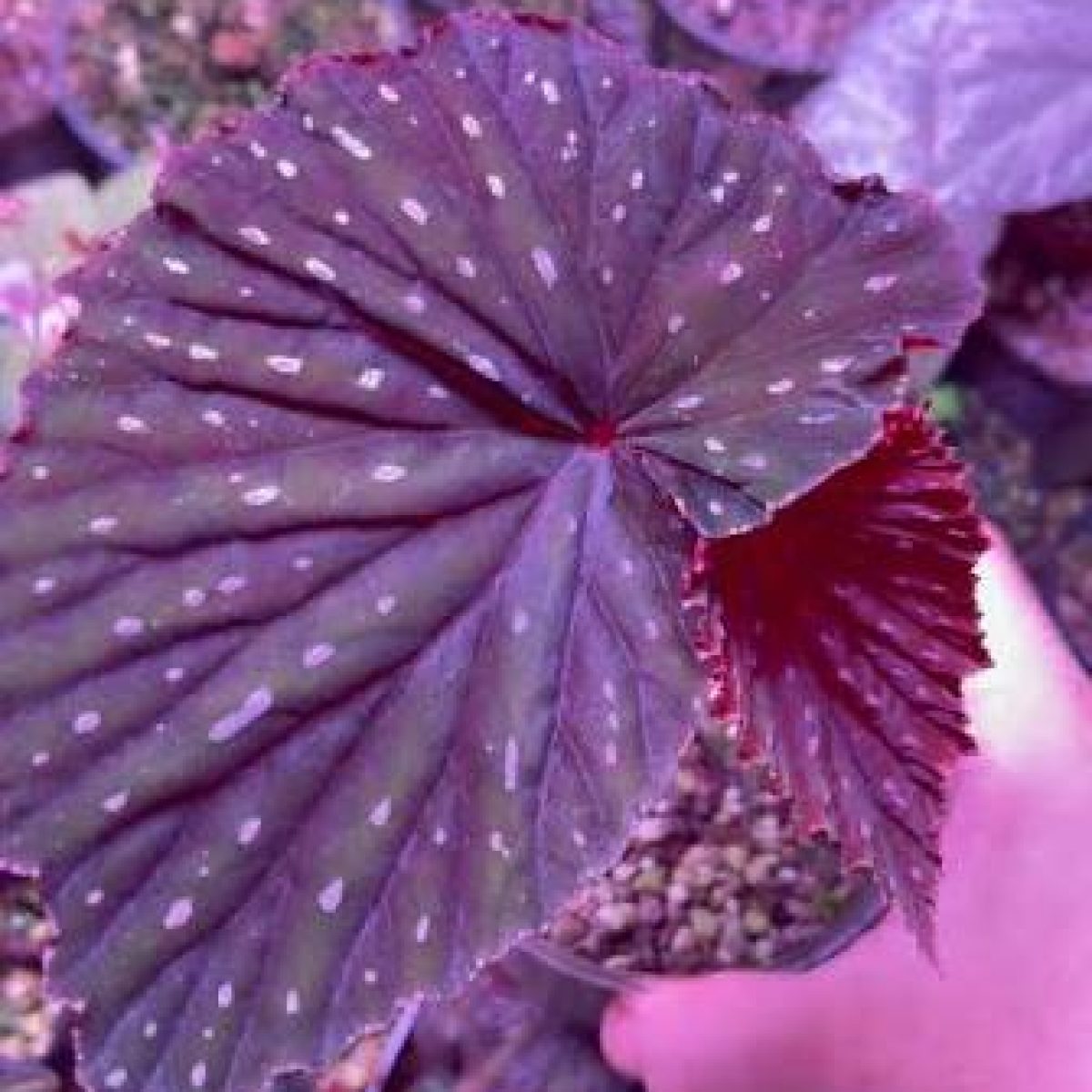 begonia maharani-rootsi.co.za