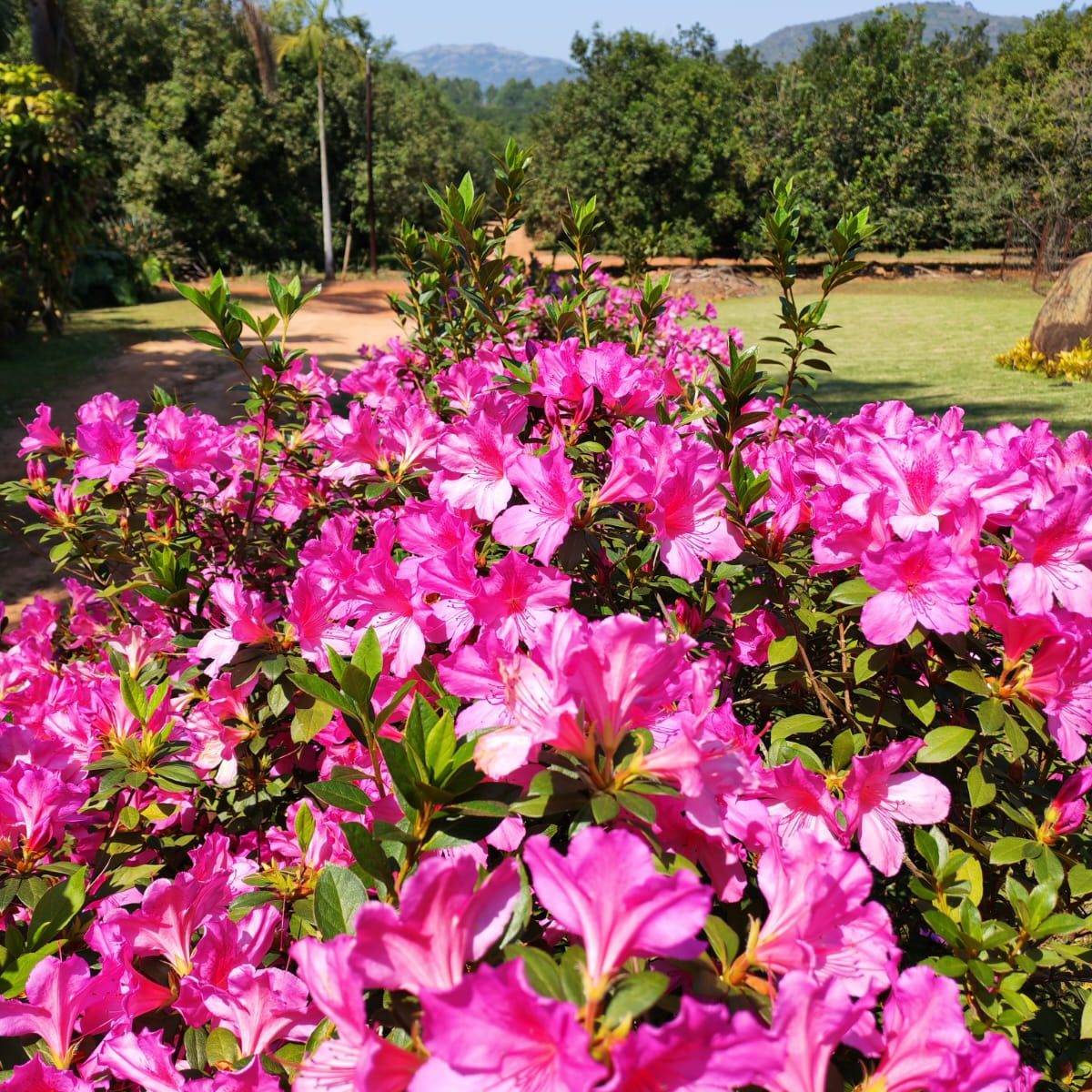 rootsi garden 2